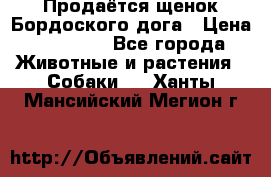 Продаётся щенок Бордоского дога › Цена ­ 37 000 - Все города Животные и растения » Собаки   . Ханты-Мансийский,Мегион г.